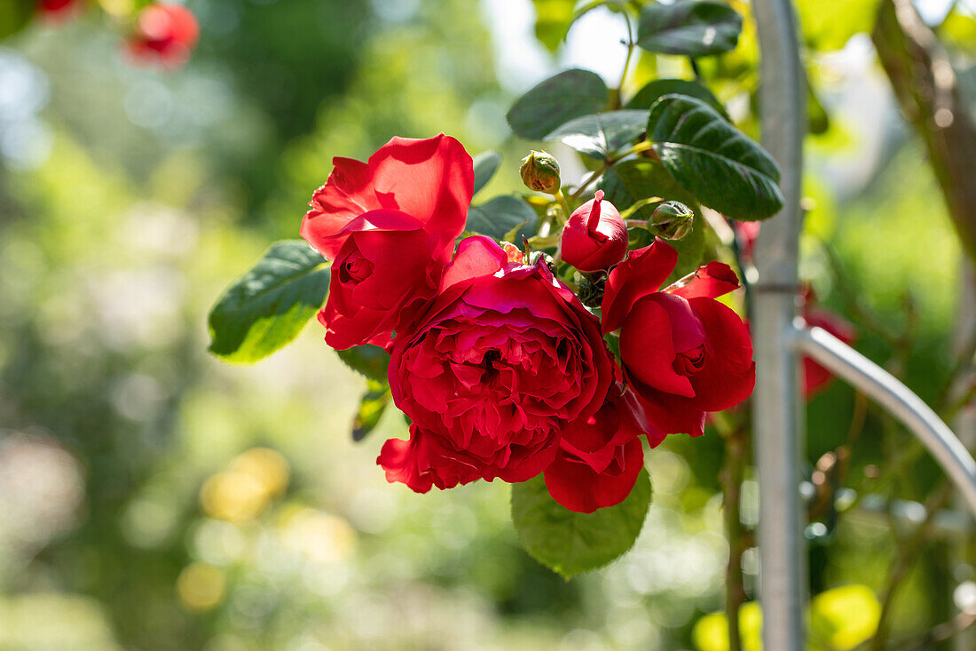 Rosa 'Florentina'