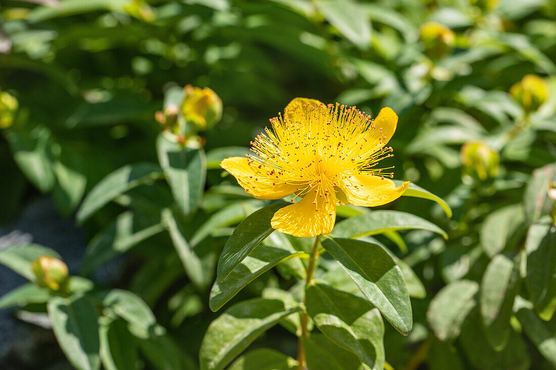 Hypericum calycinum