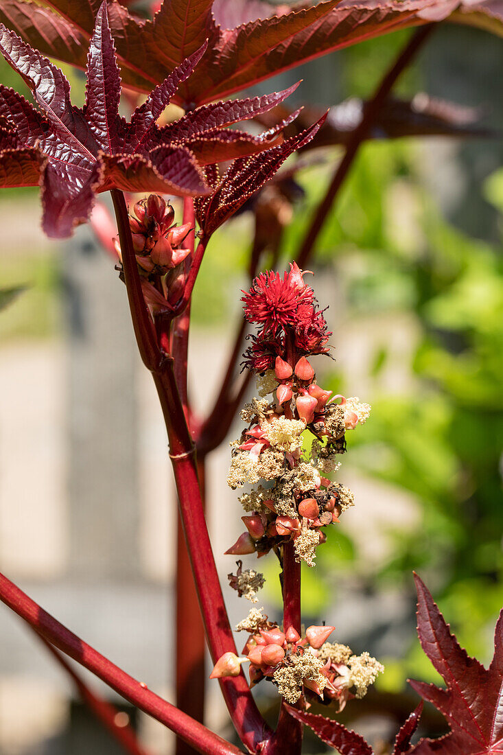 Ricinus communis