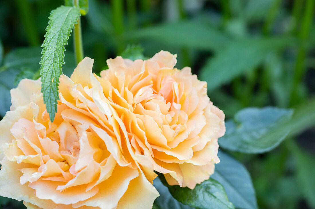 Rosa 'Bernstein-Rose'