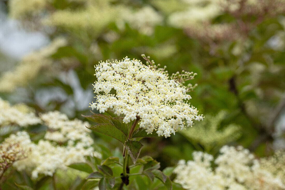 Sambucus nigra 'Haschberg'