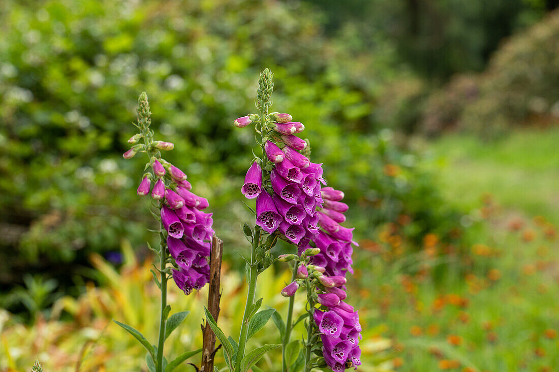 Digitalis purpurea