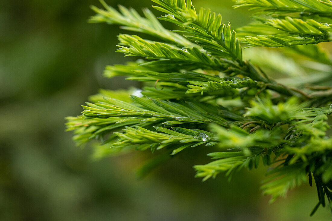 Sequoia sempervirens