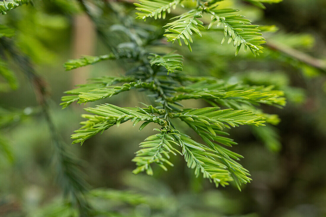 Sequoia sempervirens