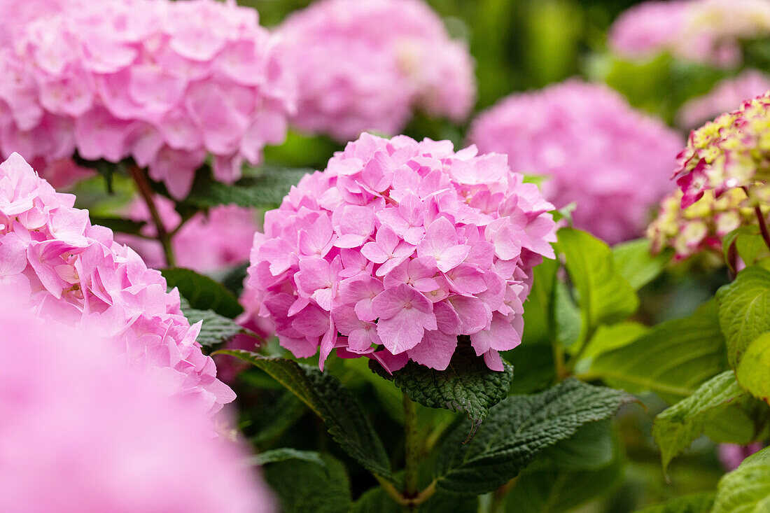 Hydrangea 'Endless Summer'®, rosa