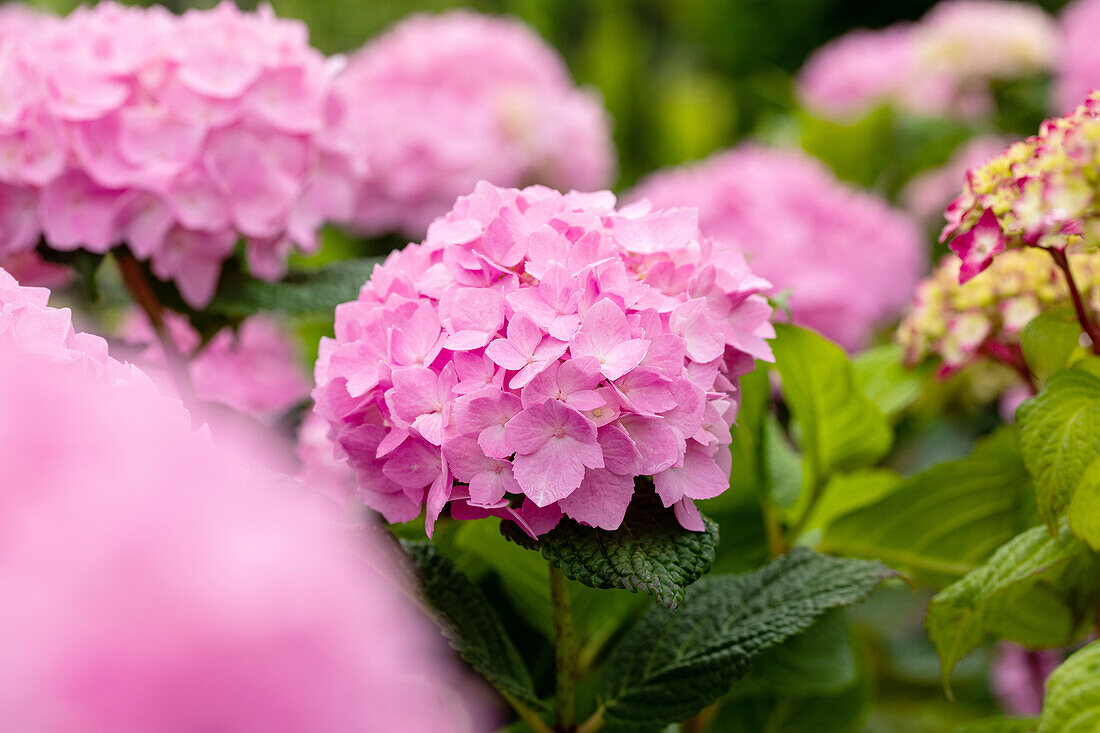 Hydrangea 'Endless Summer'®, rosa