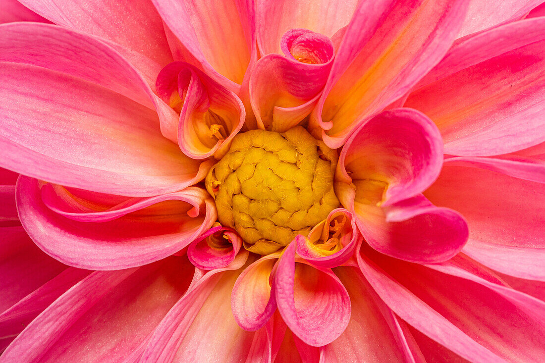 Dahlia, pink