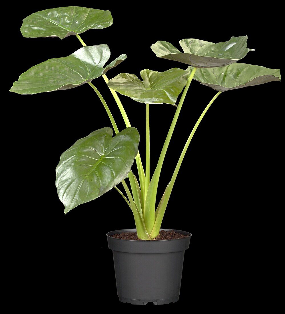 Alocasia calidora