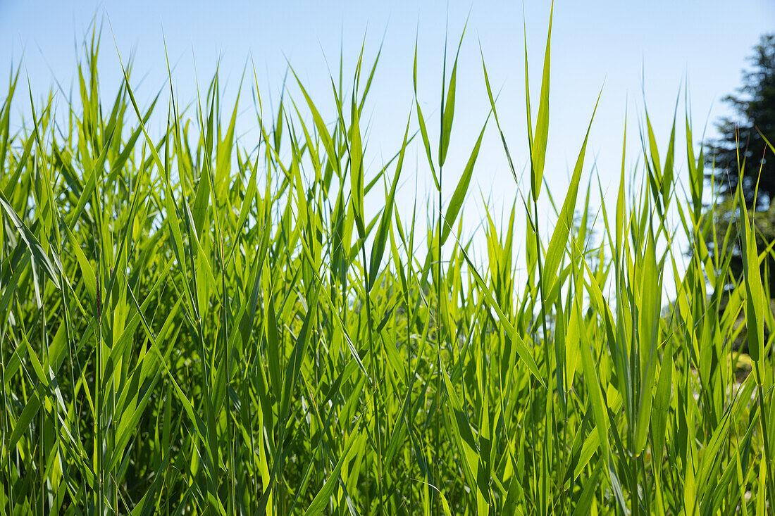 Phragmites australis