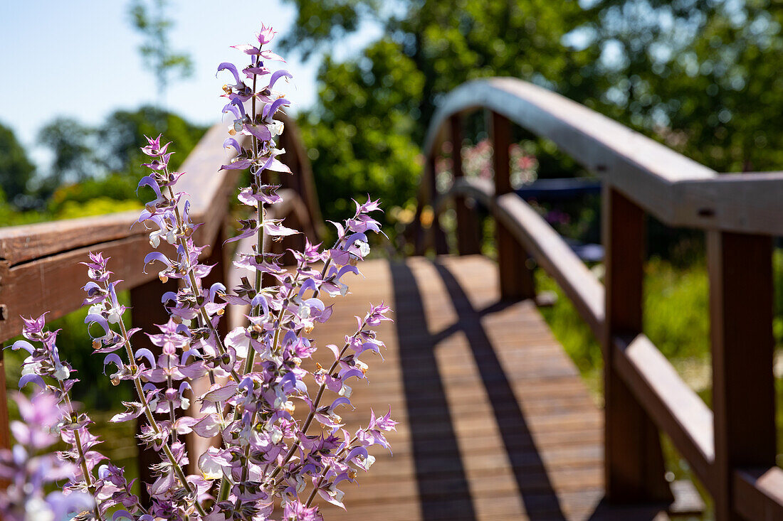 Salvia sclarea