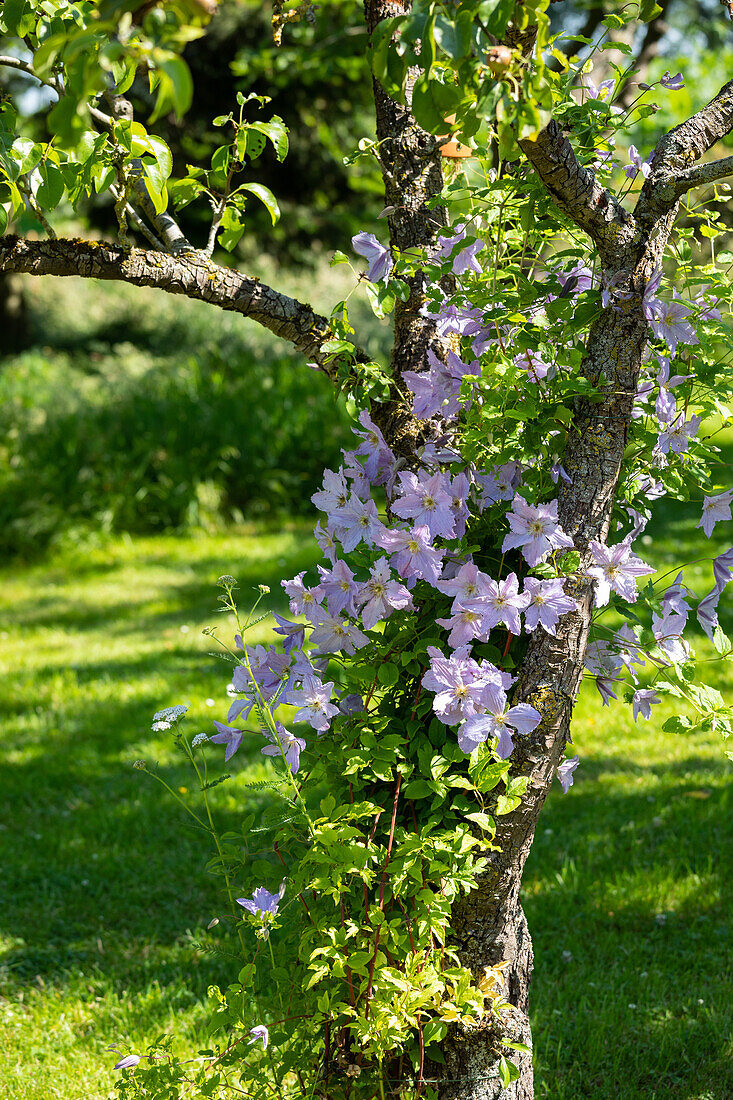 Clematis, purple