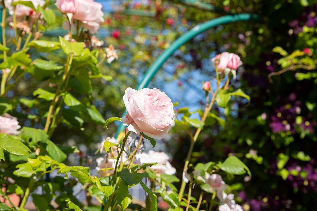 Climbing rose, pink