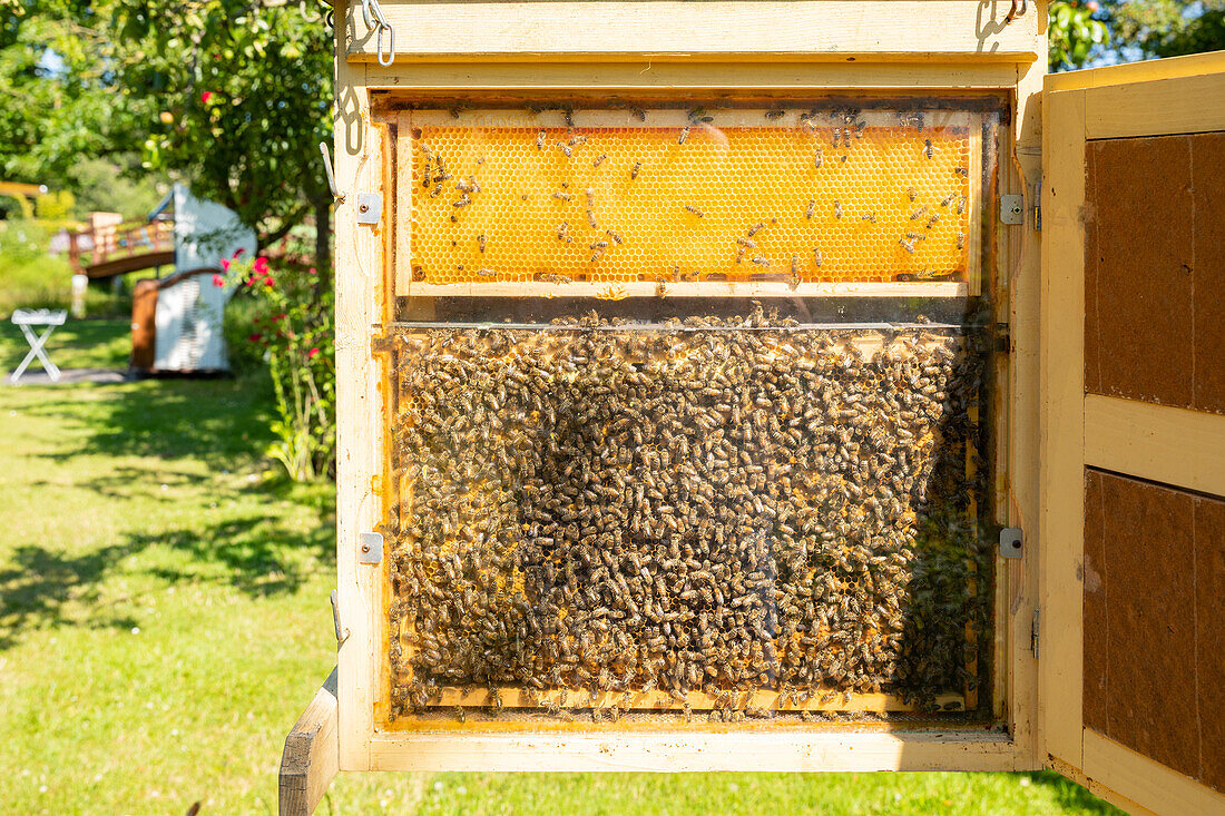 Bienenkasten