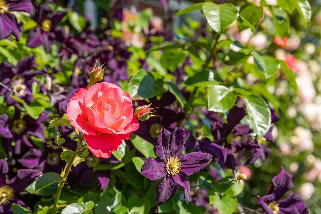 Clematis and rose