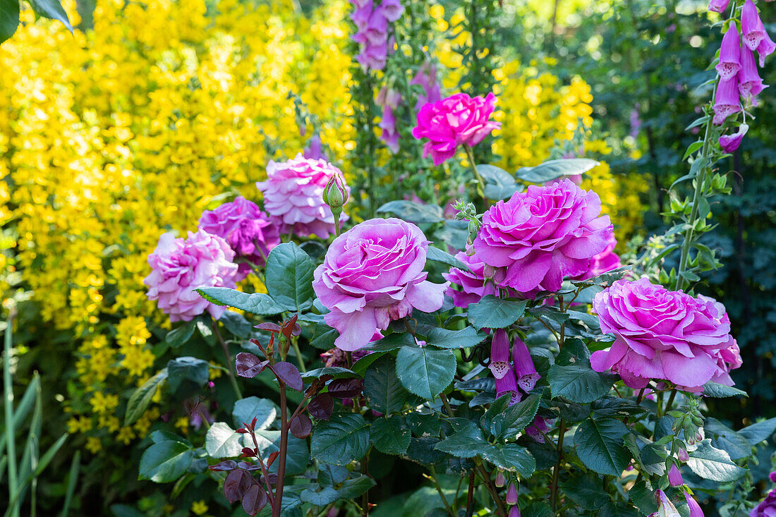 Bed rose, pink