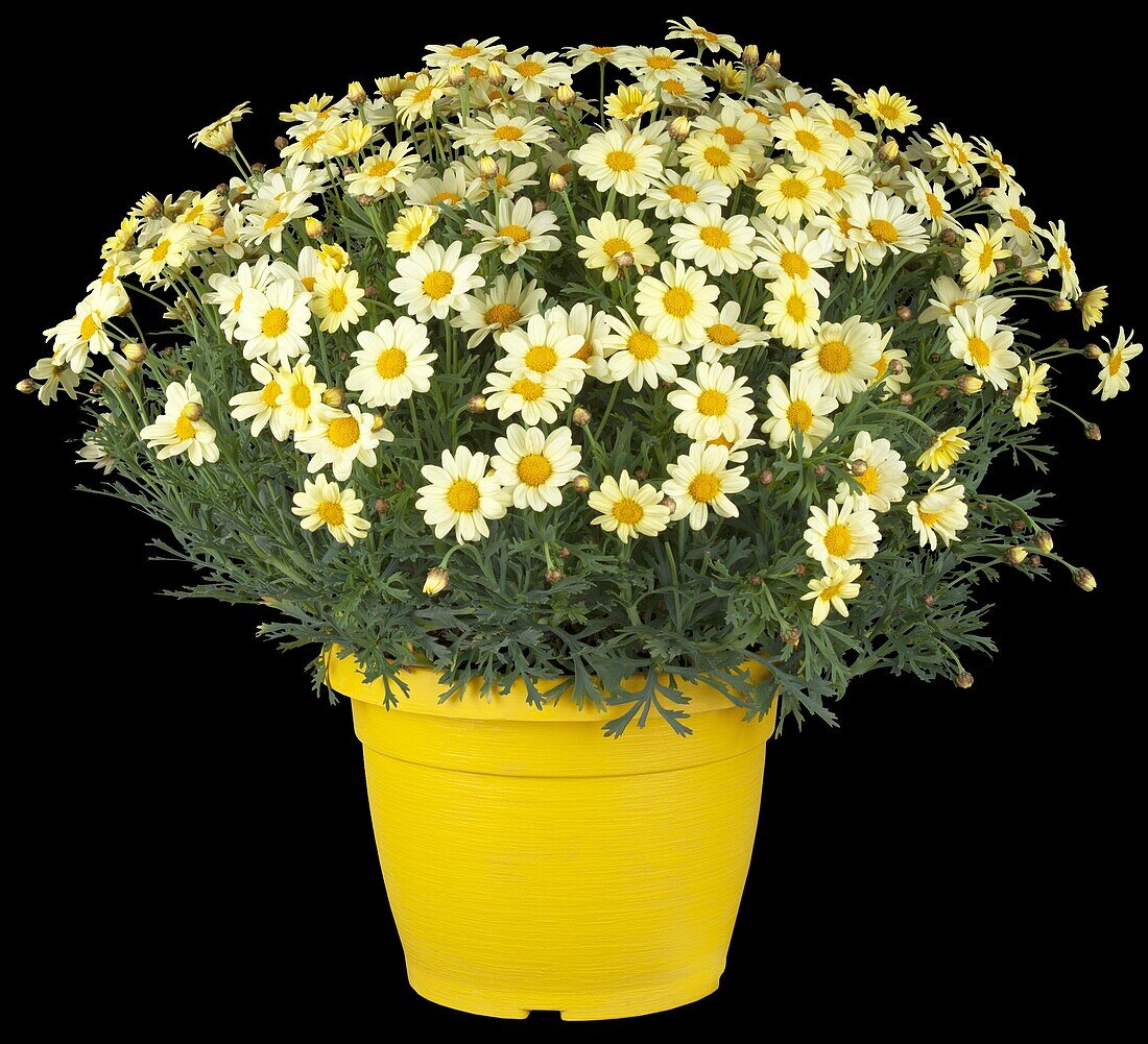 Argyranthemum frutescens, gelb