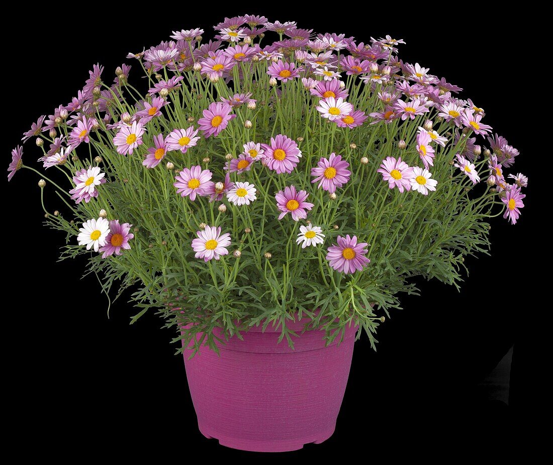 Argyranthemum frutescens, pink