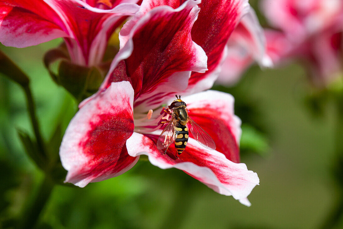 Schwebfliege an Blüte