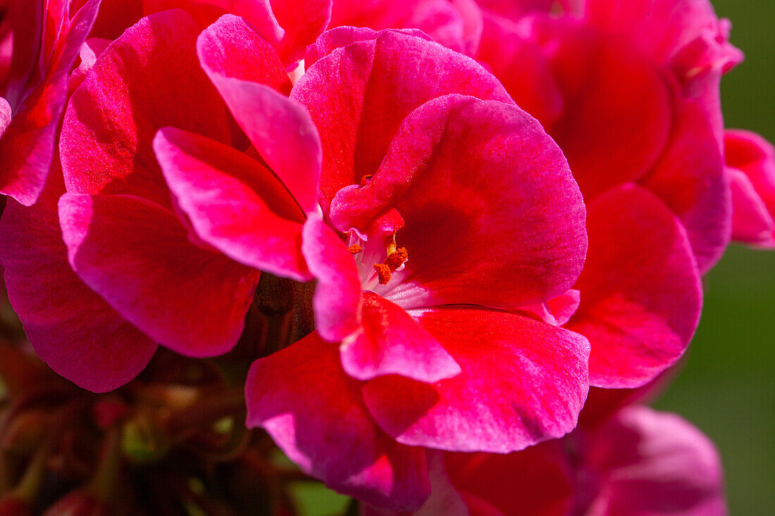 Pelargonium grandiflorum, rot