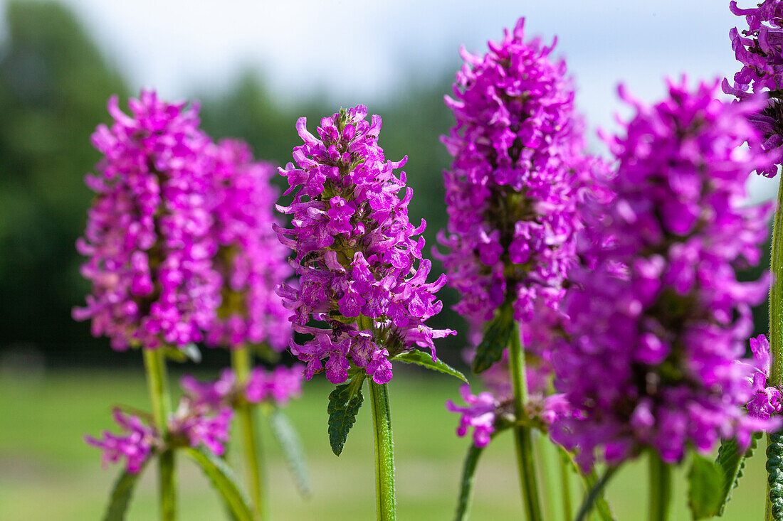 Stachys monnieri 'Hummelo'