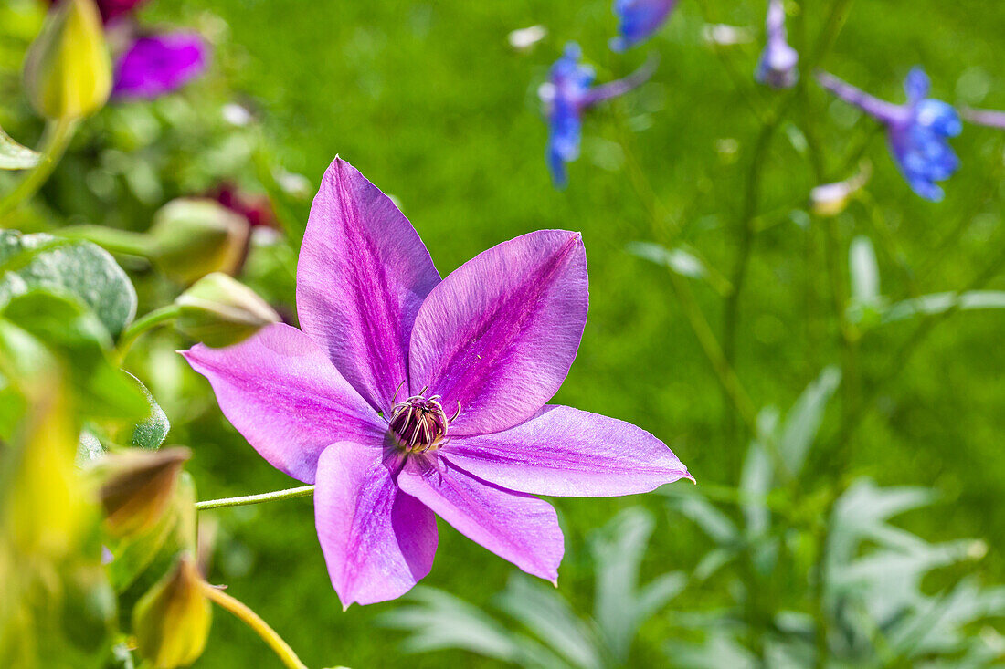 Clematis, red