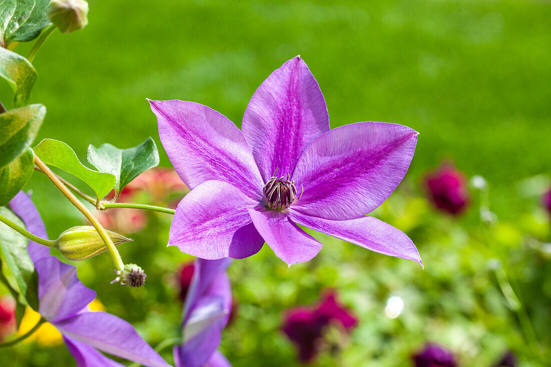 Clematis, violett