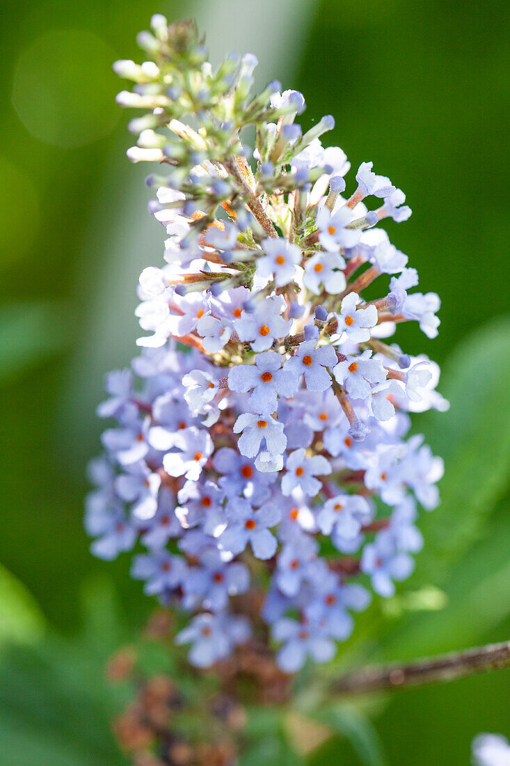 Buddleja davidii, blau