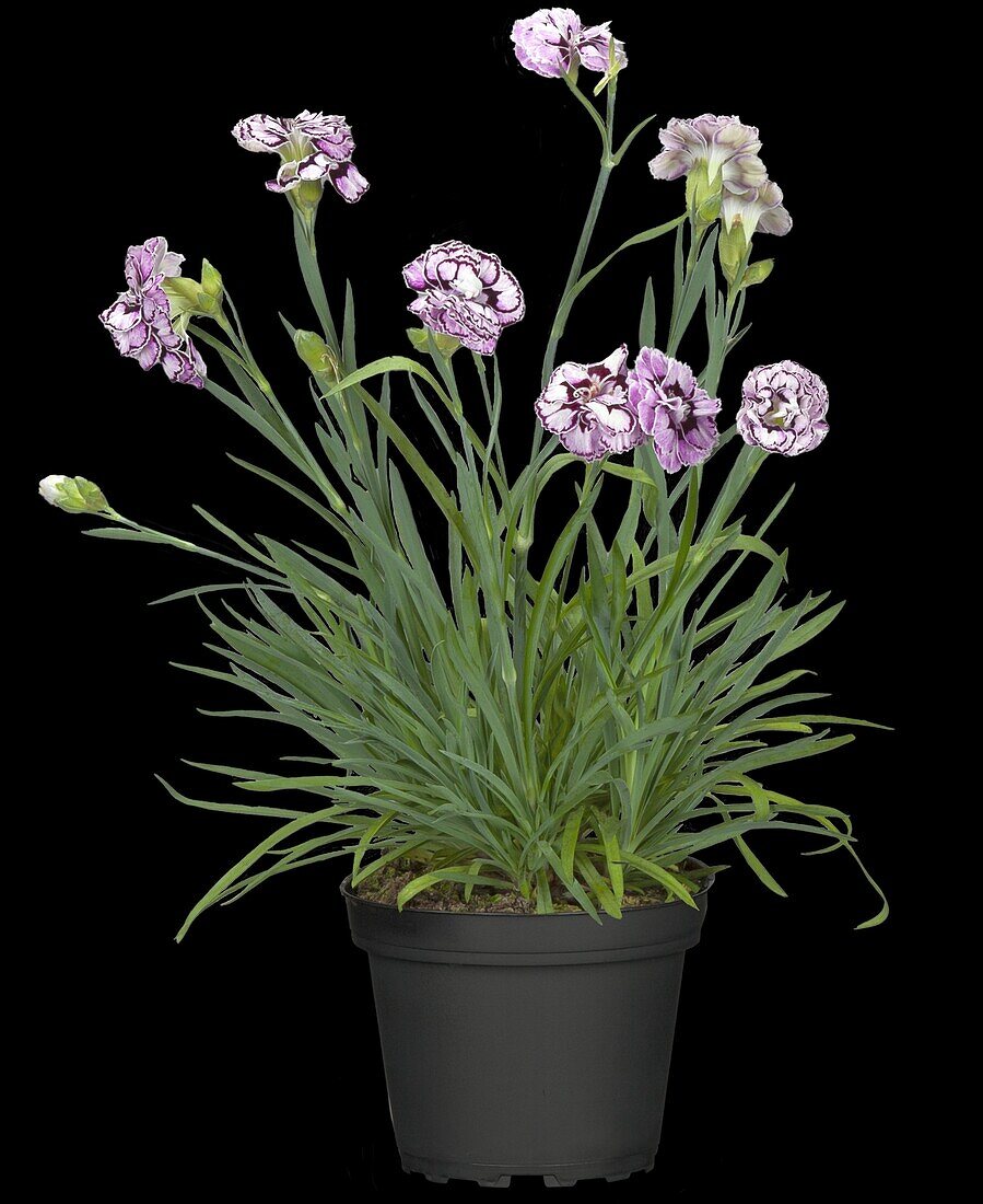 Dianthus caryophyllus