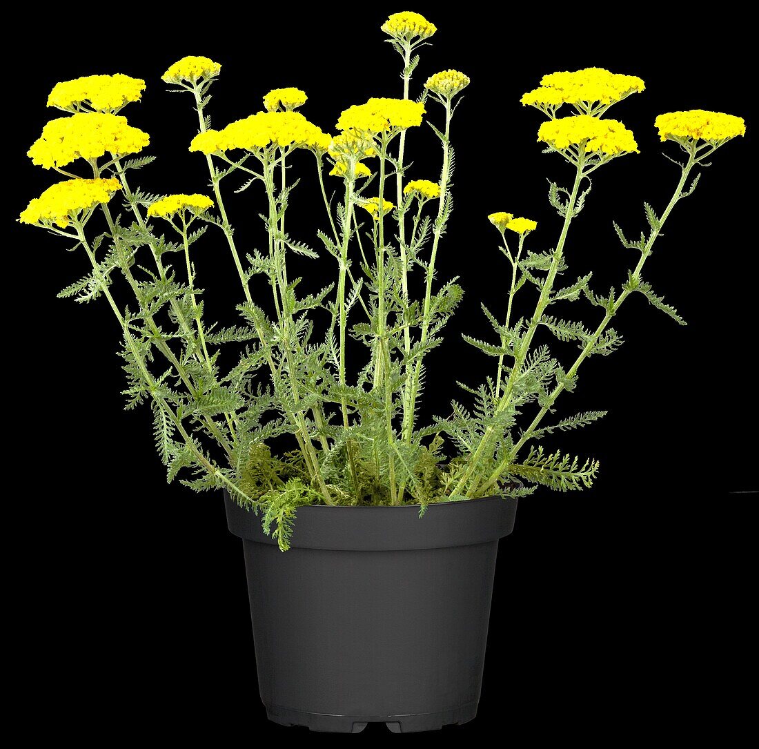 Achillea filipendulina