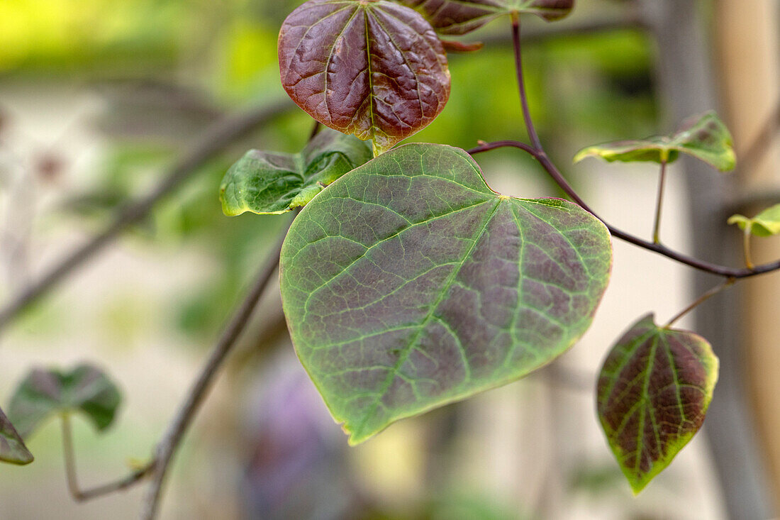 Cercis canadensis 'Ruby Falls'