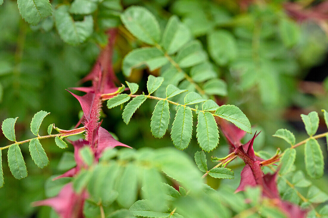 Rosa sericea f. pteracantha
