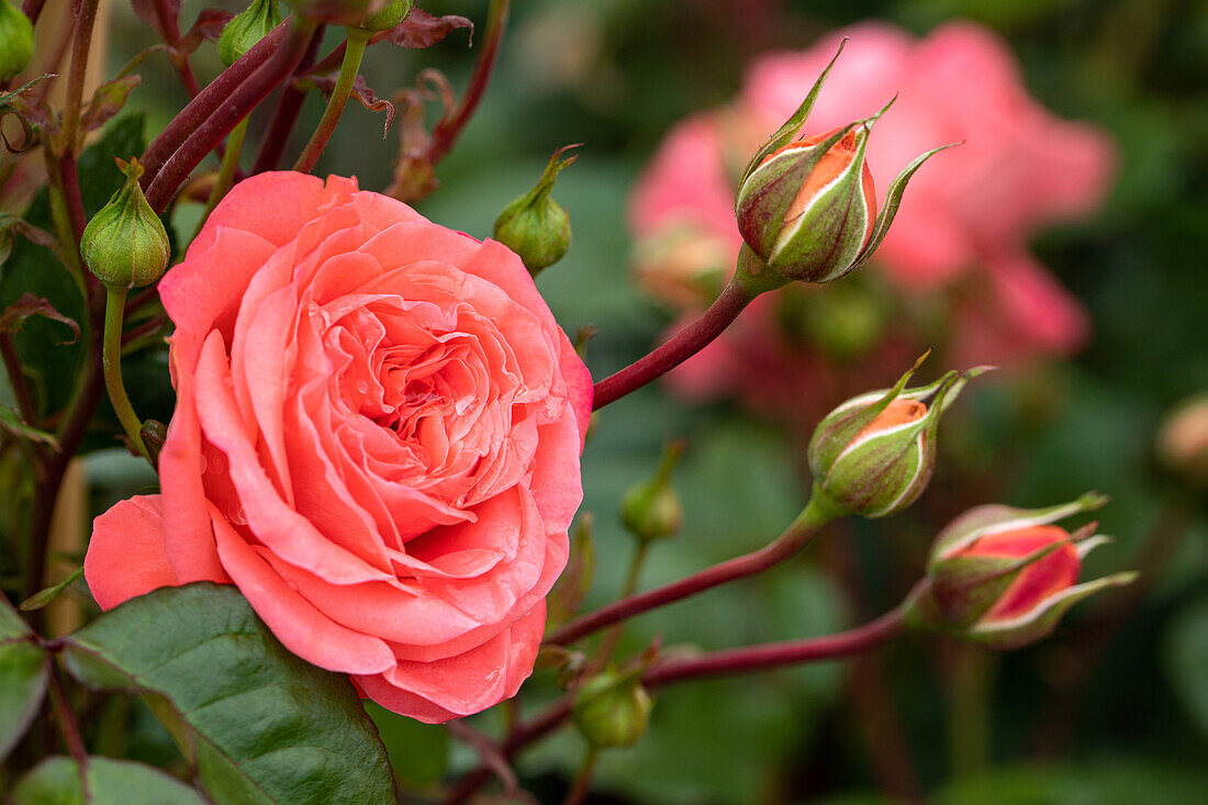 Climbing rose, red