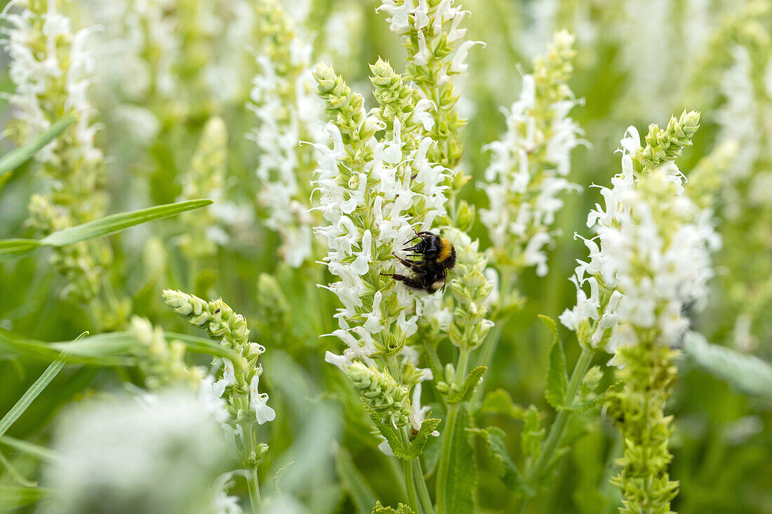 Salvia nemorosa 'Schneehügel'