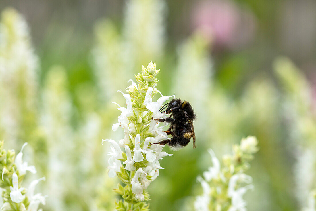 Salvia nemorosa 'Snow Hill