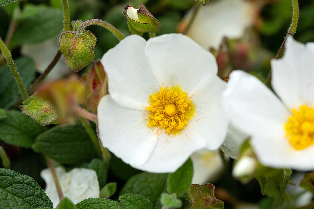 Cistus obtusifolius