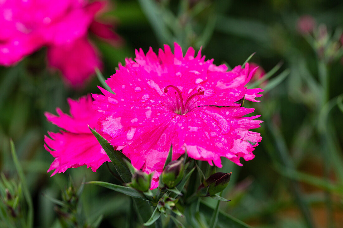 Dianthus 'Sunnade Pink'