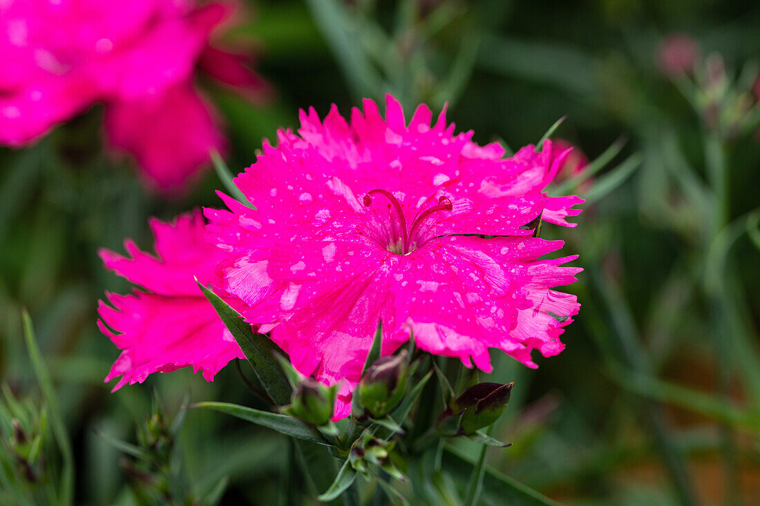 Dianthus Sunnade Pink