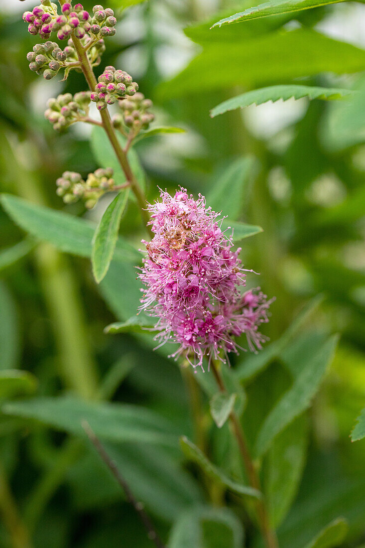 Spiraea billardii 'Triumphans'