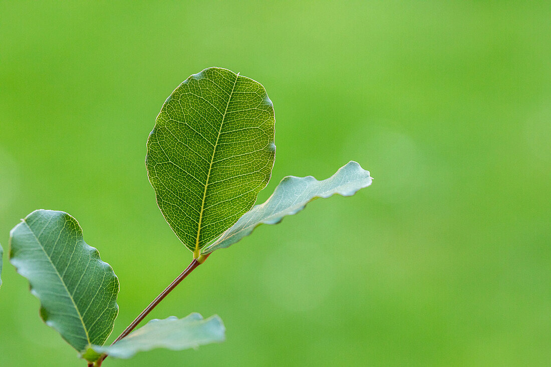 Ceratonia siliqua