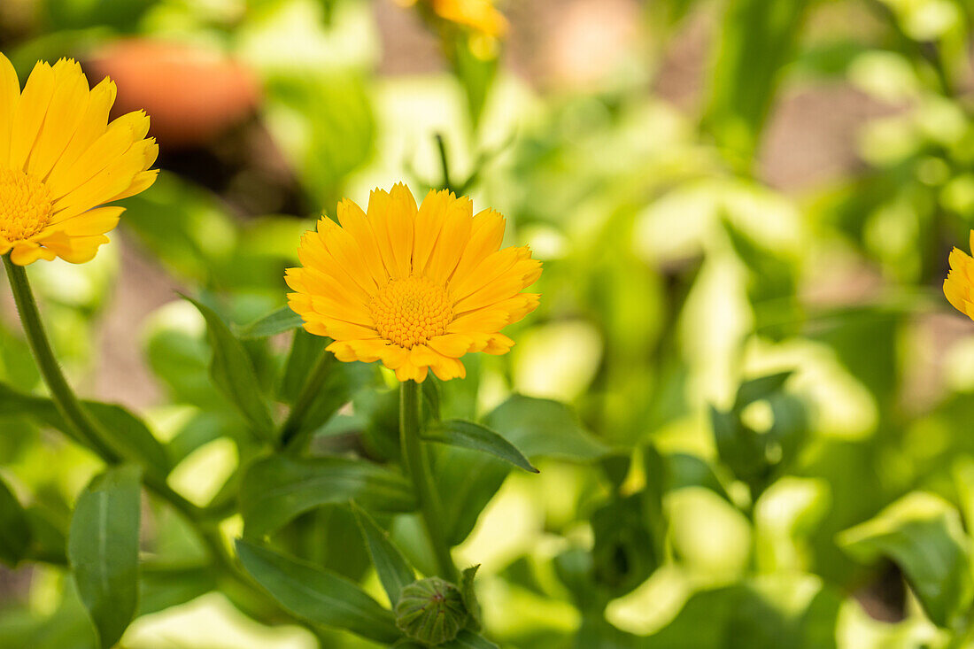 Calendula officinalis, yellow