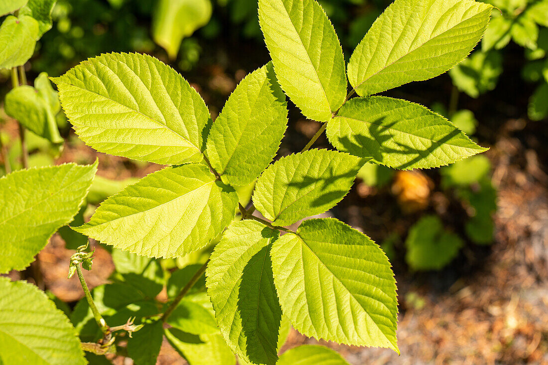 Aralia cordata