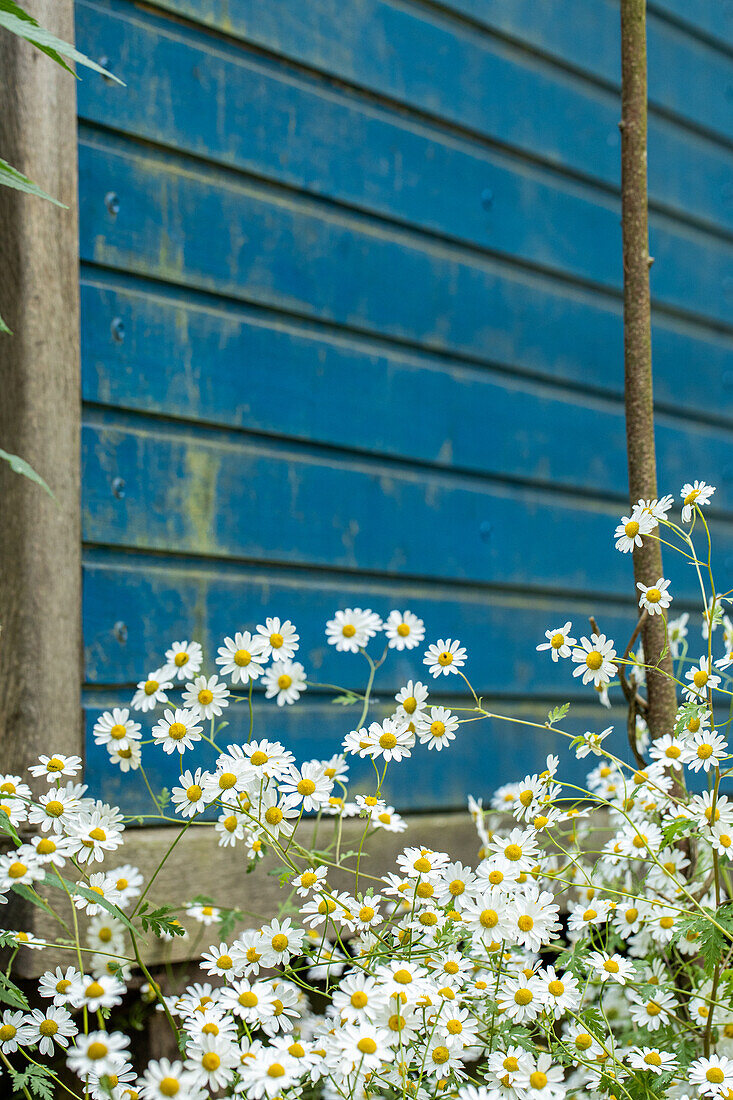 Arctanthemum arcticum