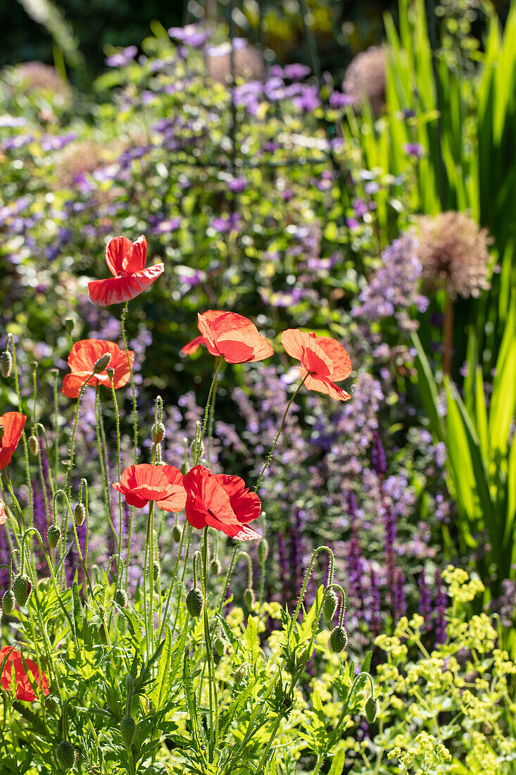 Papaver rhoeas