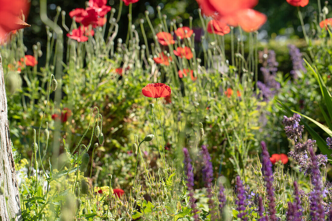 Papaver rhoeas