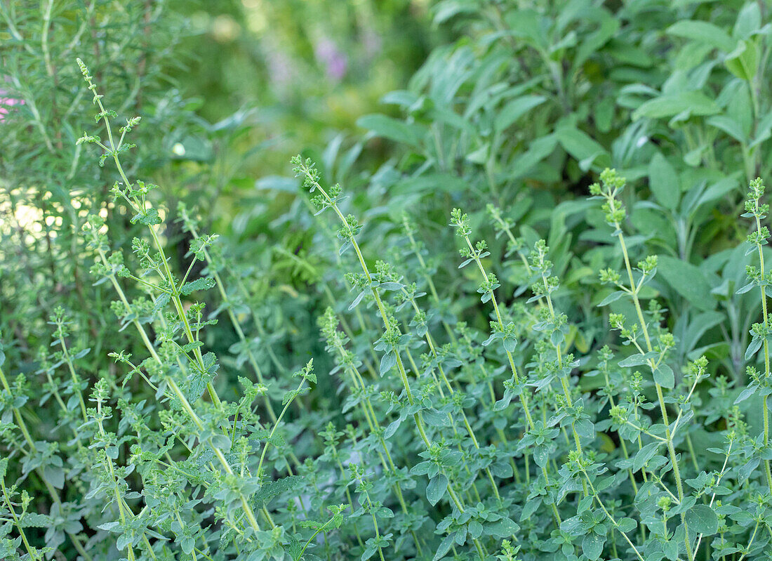 Origanum vulgare