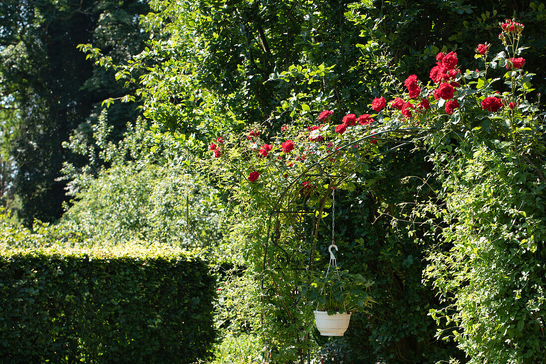 Rose arch