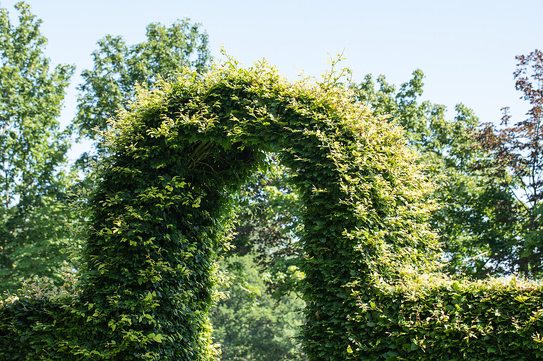 Archway made of plants
