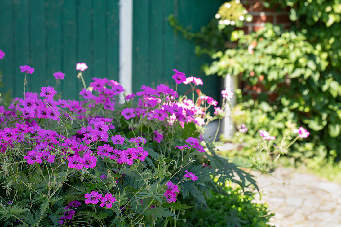 Geranium sanguineum