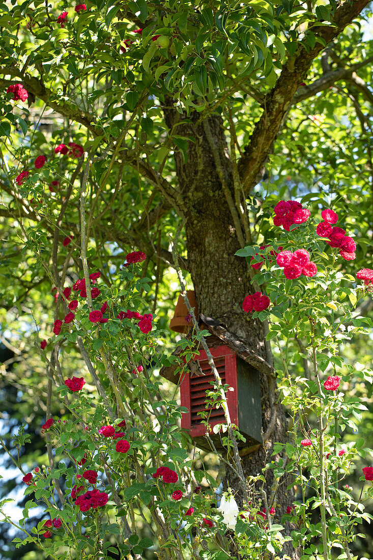 Climbing rose, red