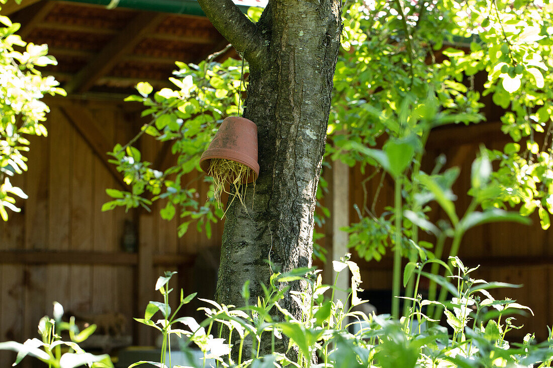 Insect shelter on a tree